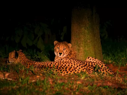 Večerní safari v Safari Parku ve Dvoře Králové